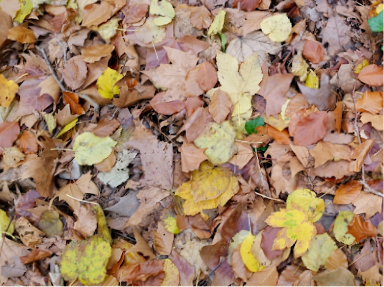 Litière en décomposition dans le parc de Saint-Pons (13) : Hêtre, platane, tilleul, érable et autres feuillus
